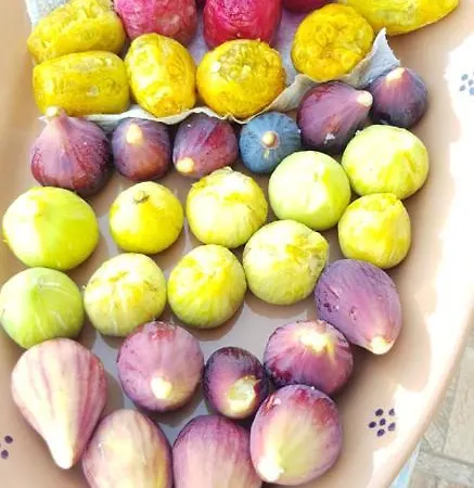 Tenuta Santoro *