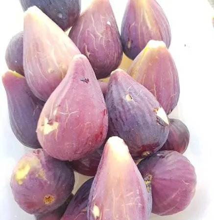Tenuta Santoro 타비아노
